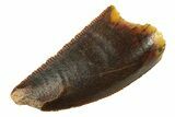 Serrated, Raptor Tooth - Real Dinosaur Tooth #294609-1